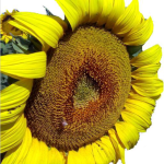 Mapeo Satelital Girasol 2022-2023