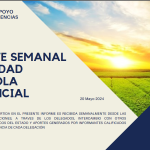 REPORTE SEMANAL ACTIVIDAD AGRÍCOLA PROVINICIAL 20-05-2024