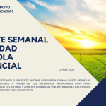 REPORTE SEMANAL ACTIVIDAD AGRÍCOLA PROVINICIAL 22-04-2024