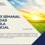 Reporte semanal actividad agricola provincial 26-12-24